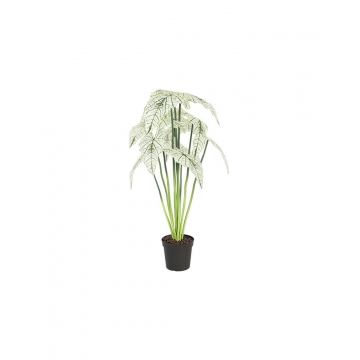 Alocasia σε κασπώ 80εκ.