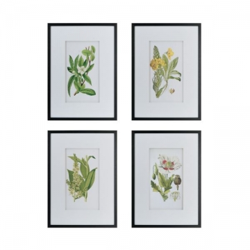 Artekko Botanical Λευκοί Πίνακες με Φυτά σε Μαύρη Κορνίζα (50x3x70)cm 4pcs