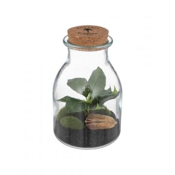 Βάζο terrarium με φυτό 12Χ19,5