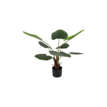 Φυτό Livistona σε κασπώ D55H100cm