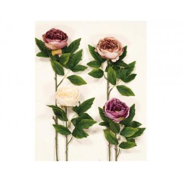 KΛAΔI ΠEONIA