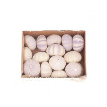 Κοχύλια σετ 17τμχ 20Χ15Χ6cm
