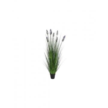 Neobartsia λιλά σε κασπώ 120εκ.